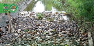 UNIT PELAKSANA TEKNIS PENGELOLAAN SAMPAH (UPTPS) BERSIHKAN PARIT YANG DIPENUHI KULIT KELAPA