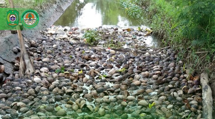 UNIT PELAKSANA TEKNIS PENGELOLAAN SAMPAH (UPTPS) BERSIHKAN PARIT YANG DIPENUHI KULIT KELAPA